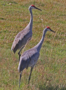 sandhil_cranes