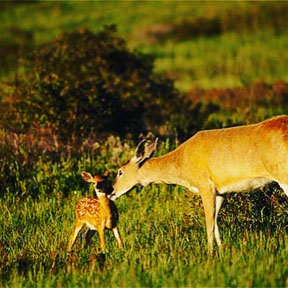 deer