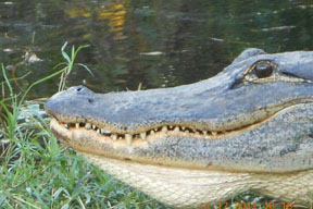 gator