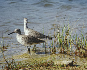 Shorebirds