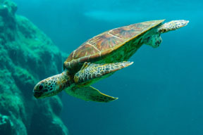 swimming turtle